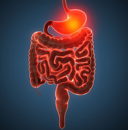 Illustration of the human digestive system